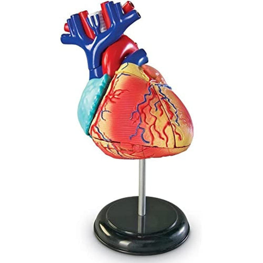Learning Resources Human Heart Model, Anatomy and Science Classroom Must Haves, Body Model, STEM Study Tools, Back to School Kits, Homeschool Gifts for Students