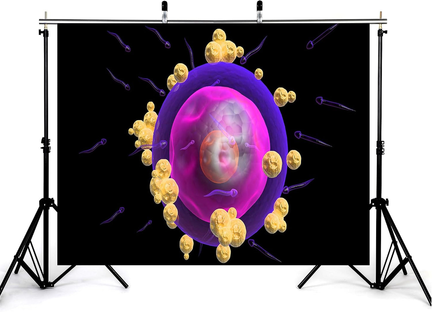 KeyWork 5x3ft Human Egg Cell Fertilization Backdrop Reproductive Science Photography Background for Health Fair