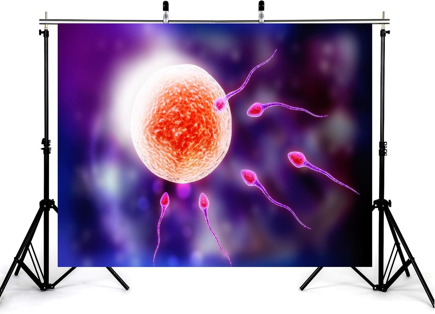 KeyWork 7x7ft Human Fertilization Illustration Backdrop Reproductive Science Photography Background for Health Fair