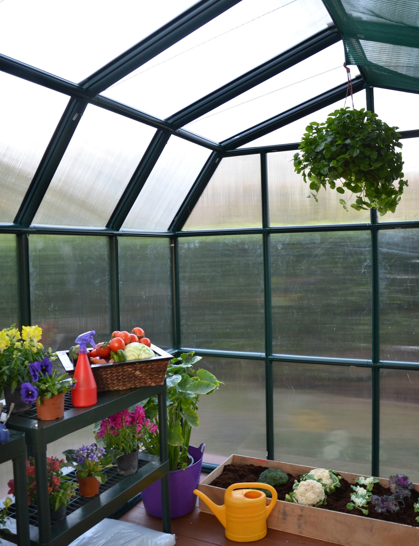 Palram - Canopia Rion Grand Gardener 2 | 8 Ft. x 12 Ft. Greenhouse, Large Clear Twin Wall Polycarbonate Heavy Duty Green House DIY Kit for Garden, Plants, Walk-In for Outdoors with Window Vent (Green)