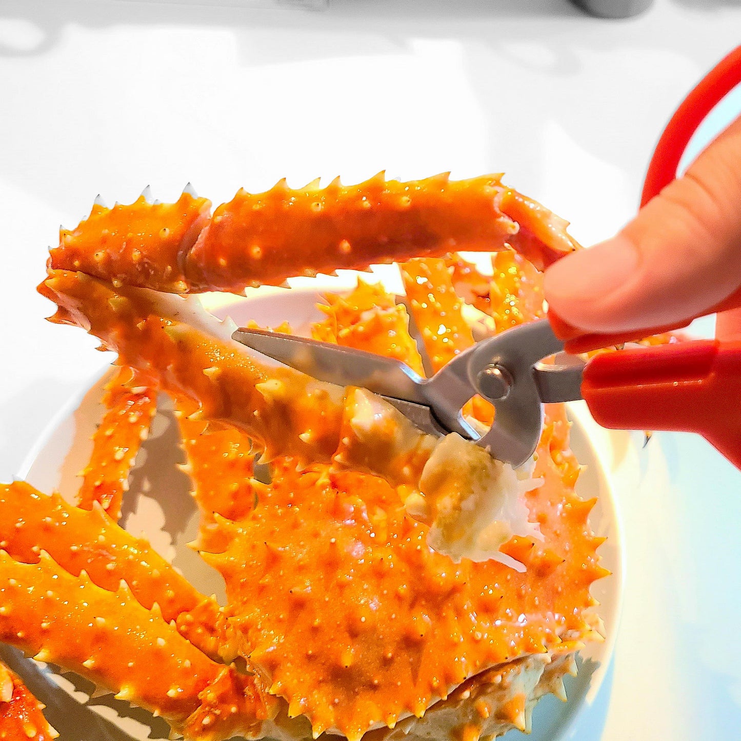 CANARY Crab Scissors Heavy Duty 6.7", Made in JAPAN, Seafood Scissors for Cutting Crab Legs, Lobster, Shell, Sharp Serrated Japanese Stainless Steel Blade, Red